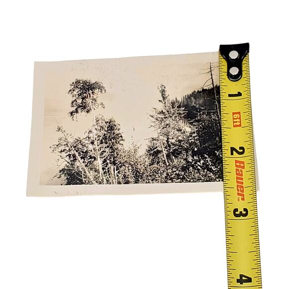 Vtg B&W Photo Found 1940 Spokane Washington Trees Nature Scene Forest Snapshot - Picture 3 of 4